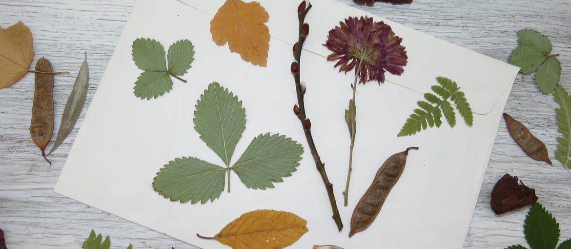 The Herbarium, the plant bible